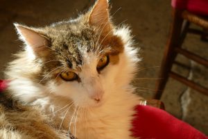 Chat assis sur une chaise