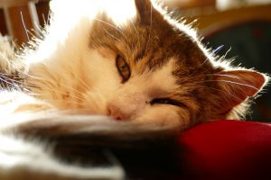 Chat se reposant sur une chaise