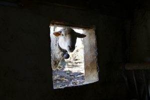 Mouton à travers une fenêtre