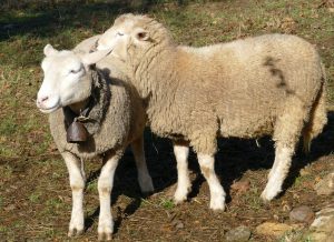 Deux moutons dans une pré