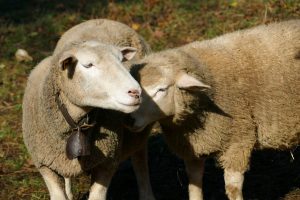 Deux moutons dans un pré