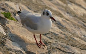 Berck Mouette sur les rochers