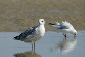 Berck Mouettes dans une bache